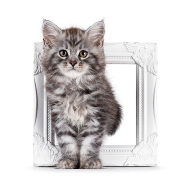 Cute grey silver Maine Coon cat kitten, standing through photo frame. Looking straight to camera with curious expression. Isolated on a white background.