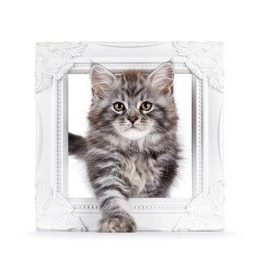 Cute grey silver Maine Coon cat kitten, stepping through photo frame. Looking straight to camera with curious expression. Isolated on a white background.