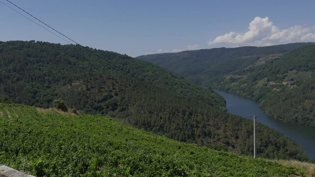 Stunning aerial footage of Sil Canyon reveals lush vineyards, dense forests, and a winding river bathed in bright summer daylight, no people present.