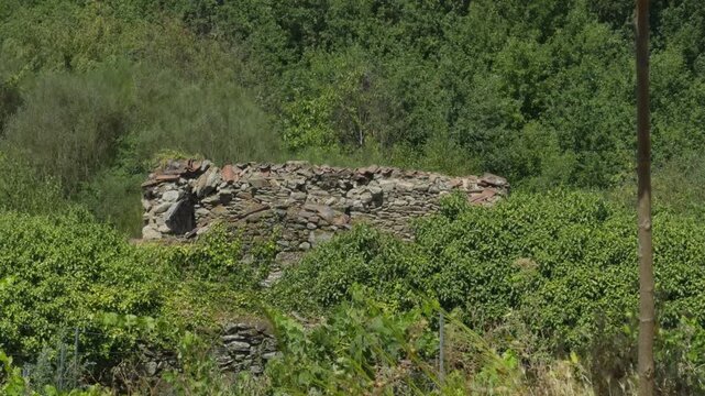 Crumbling stone ruins nestled in dense green vegetation and forest, surrounded by wild nature in Sil canyon. Wide angle daylight landscape view.