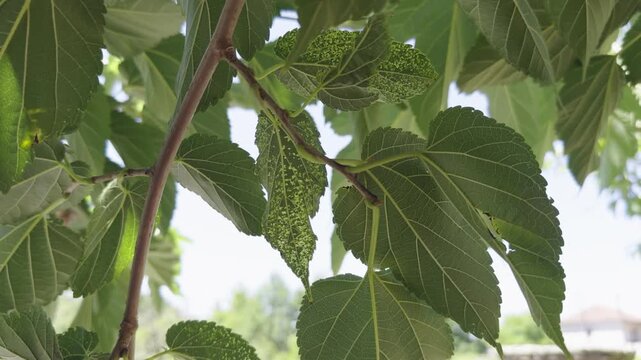 Detailed view of mulberry tree leaves affected by aphid infestation, captured in natural daylight with soft, even lighting in a steady close-up shot.