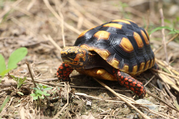 Obraz premium Cute small baby Red-foot Tortoise in the nature,The red-footed tortoise (Chelonoidis carbonarius) is a species of tortoise from northern South America 