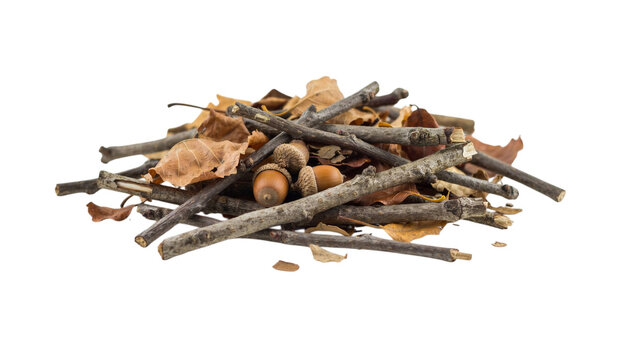 Pile of dry oak leaves with tree branches and acorns isolated on white background for fall season design.