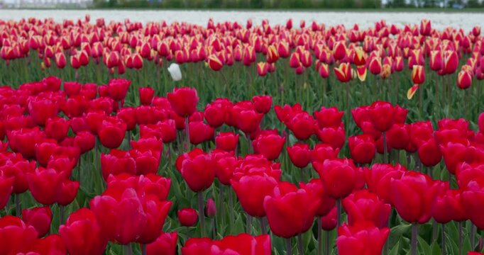 Rows of vibrant red tulips blooming in a dutch flower field