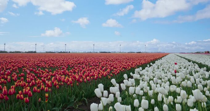 Colorful red and white tulip field with wind turbines under blue sky in netherlands