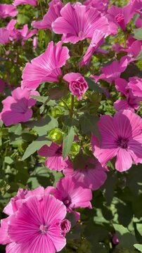 Vibrant pink mallow flowers swaying gently in the wind in a sunny garden. Vertical content