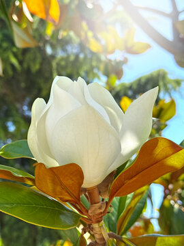 Magnolia white flower blooming in a garden. Magnolia Grandiflora fragrant flower bud, on a tree in sun light. Mediterranean garden. Macro shot, vertical photo