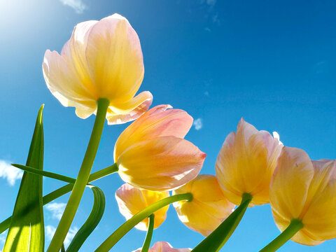 Spring tulips over blue sky background. Bright Tulips flower blooming in spring garden, sun light. Easter, Mother's Day concept. Spring garden tulip flowers blooming on flower bed, trendy gardening. 