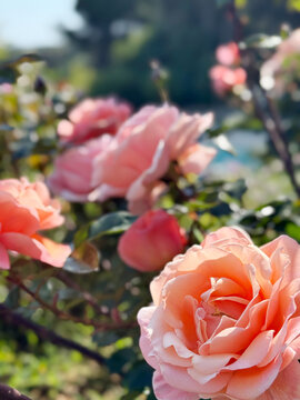Beautiful pink roses blooming in summer garden. Rose flowers growing outdoor, nature, blossoming flower art design background. Rose bud close-up. Nature, Gardening concept, healthy roses, vertical ima
