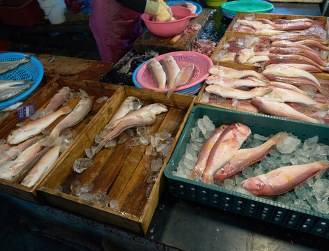 Editorial view of raw red tilefish on frozen water in rustic crates at a traditional Korean gathering Highlights regional commerce and authentic ocean catch preparation for travel journalism