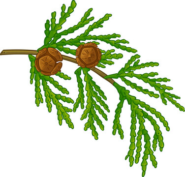 Cypress Branch with Cones and Leaves Colored Detailed Illustration. Essential oil ingredient for aromatherapy, health care, alternative medicine. 