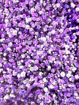 Gypsophila flowers violet with white color background, vertical backdrop of tiny gypsophila flower