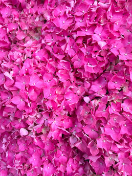 Hydrangea pink flower background, closeup. Beautiful Hortensia blooming. Beauty pink Hydrangea flower close up. Floral backdrop. Easter, Birthday, Nature concept. Hydrangea Macrophylla. Vertical. 