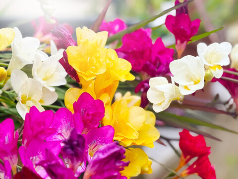 Freesia colorful flowers blooming. Beautiful blooming bright freesia flowers in a spring garden, bouquet, buds close up. 