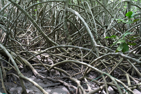 Dense tangle of mangrove prop roots on muddy tropical forest ground