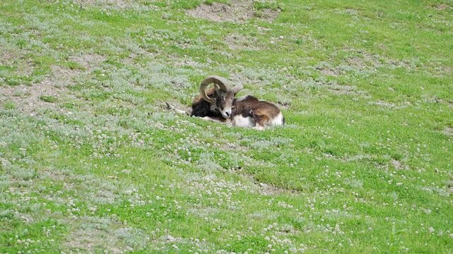 A young mouflon rests quietly in a grassy meadow, surrounded by lush green vegetation on a sunny day.