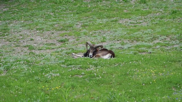 A young mouflon rests peacefully in a lush meadow, surrounded by green grass and low vegetation under natural daylight.