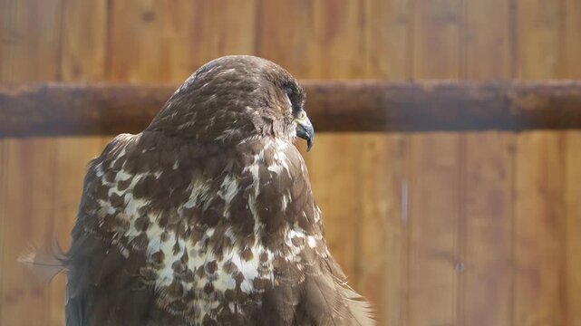 Common buzzard resting on a wooden perch, showing its mottled brown plumage, hooked beak, and distinctive yellow cere.