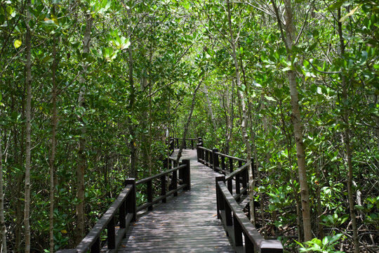 Empty wooden boardwalk winding through a lush green mangrove forest