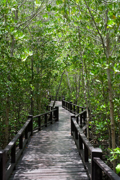 Wooden nature boardwalk leading into a green mangrove forest