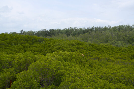 Elevated view over a dense green mangrove forest canopy and cloudy sky
