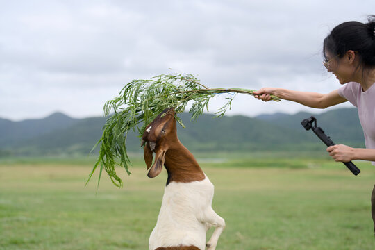 Woman feeding a leafy branch to a goat standing on its hind legs