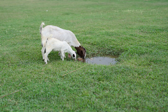 White goat and young kid drinking water from a puddle on a pasture
