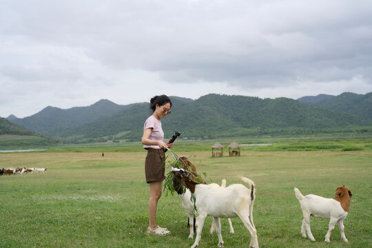 Woman feeding goats on a wide green pasture with mountains behind