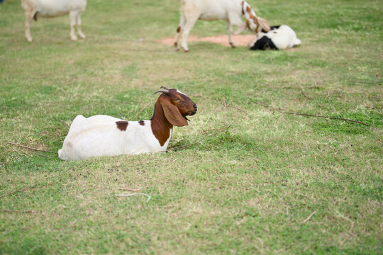 Brown and white goat lying down and resting on a green grass field