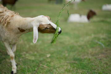 White sheep chewing green leaves while walking on a grass field © Worldwide