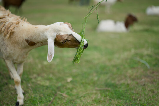 White sheep chewing green leaves while walking on a grass field