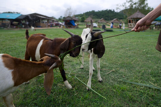 Hand feeding fresh green grass to three curious goats at a farm