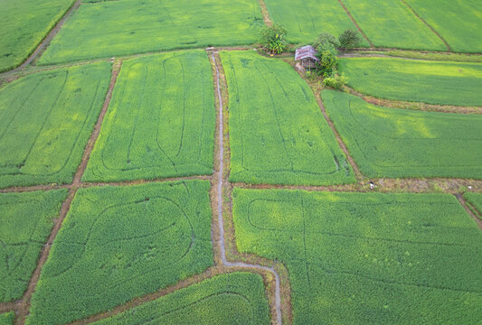 Uneven Rice Field Resulting from Spreading Fertilizer Amid Middle East Conflict.