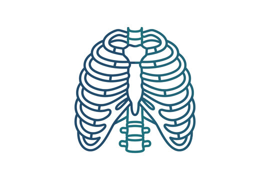 Human Rib Cage Vector Illustration