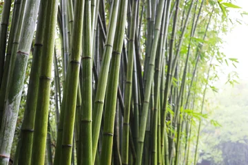 Fototapete Badezimmer Green bamboo forest at Chengdu Research Base of Giant Panda Breeding  © Bowonpat