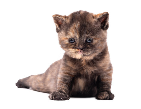 Adorable fluffy tortie British Shorthair kitten isolated on white background