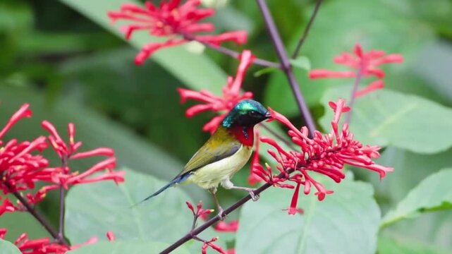 Fork-tailed Sunbird Foraging On Vibrant Red Flower Blossoms Among Green Foliage