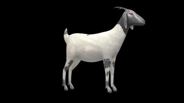 3D animation of a domestic goat standing in a natural breathing idle stance loop, side view, isolated on a transparent alpha channel with a seamless loop