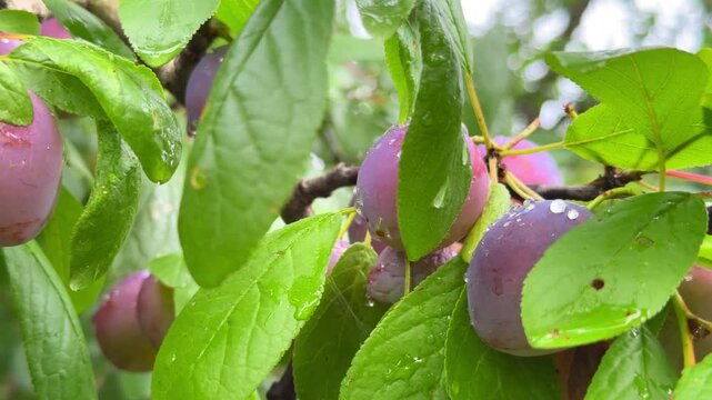 Ripe purple plums hanging on tree branch with green leaves after rain, organic fruit harvest, orchard view.