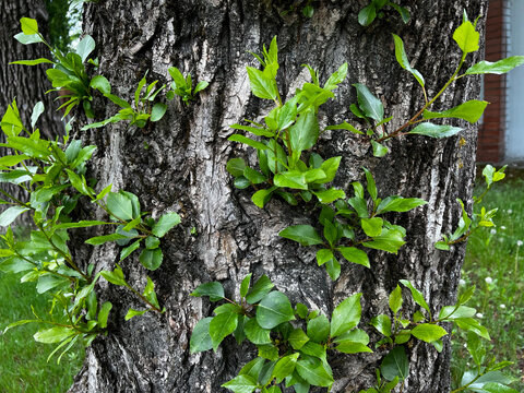 Epicormic shoots growing abundantly from the trunk of a mature tree, showing vigorous vegetative regeneration and new growth emerging directly from the bark