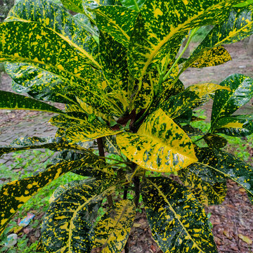 Top view of yellow green croton plant leaves