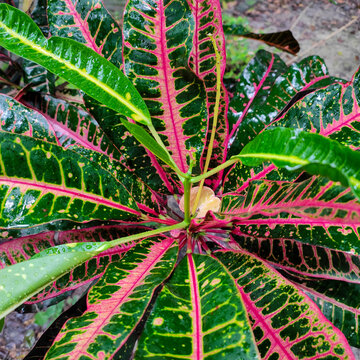 Top view of pink and green croton plant