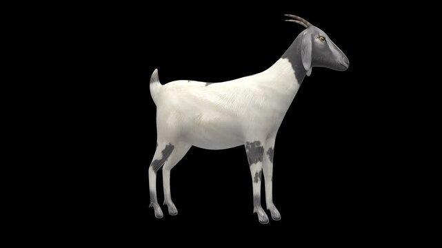 3D animation of a domestic goat standing in an alert secondary idle posture loop animation, side view, isolated on a transparent alpha channel with a seamless loop