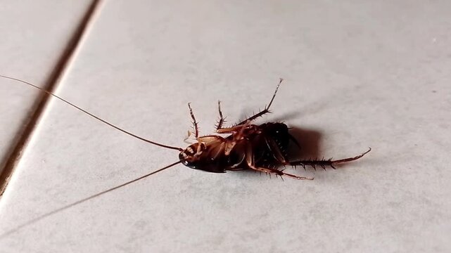 Upside Down Cockroach on Floor, Close Up Insect Footage for Pest Control and Household Concept