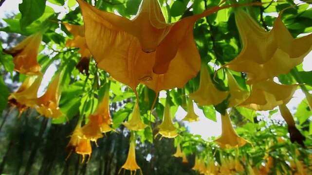 Bright orange Angels trumpet flower on the tree