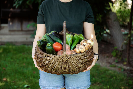 Person holding fresh harvest of garden-grown vegetables, including tomatoes, cucumbers, peppers, potatoes, and onions