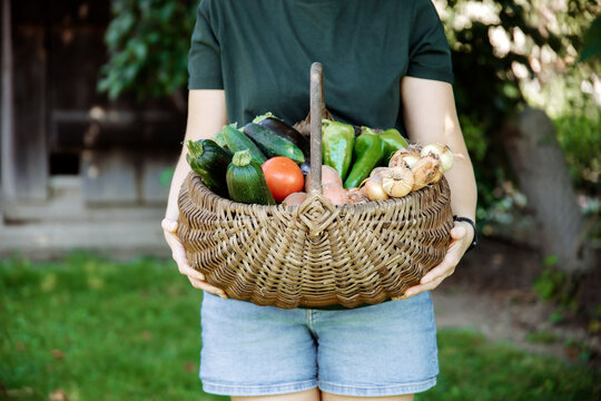 Person holding fresh harvest of garden-grown vegetables, including tomatoes, cucumbers, peppers, potatoes, and onions