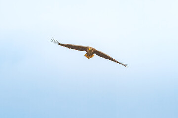 Bielik © Konrad