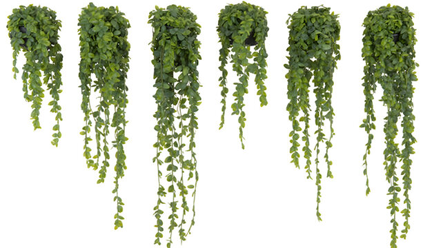 Hanging ivy plants collection, trailing green vines on white background, set of six indoor climbing foliage plants for interior decor