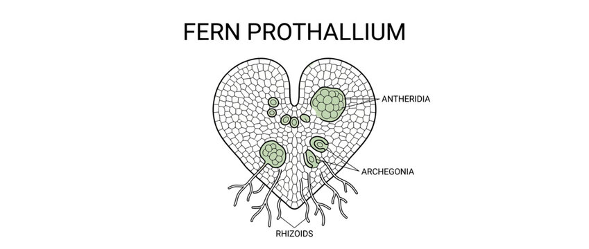 Fern Prothallium Diagram with Reproductive Structures